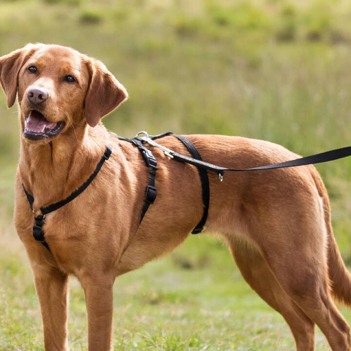 TRIXIE Hunde-Panikgeschirr Stay